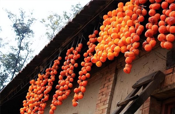 院子里种什么树好风水最旺财