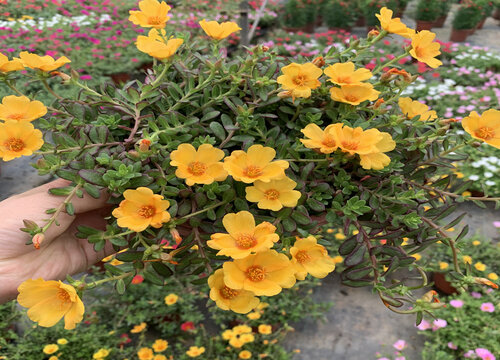 夏天如何让太阳花爆满盆