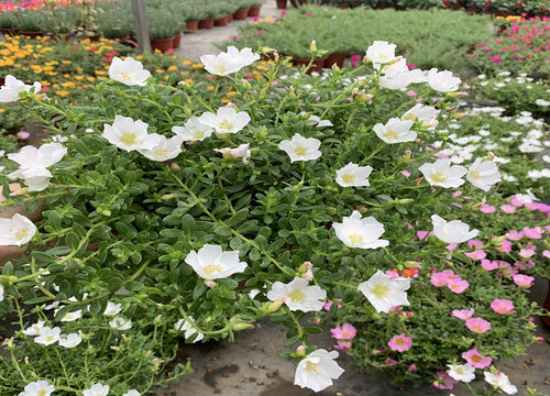 夏天如何让太阳花爆满盆