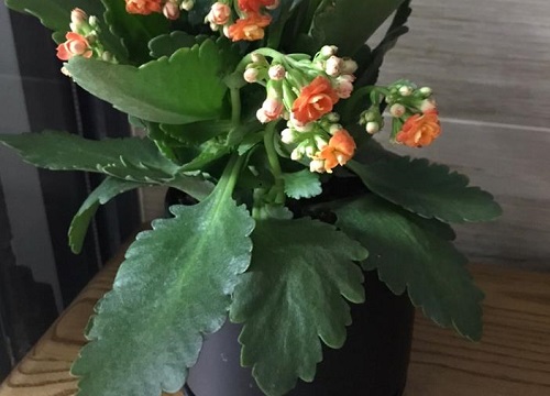 长寿花叶子变红的原因