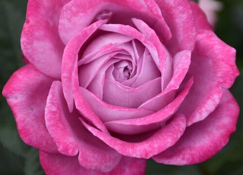 月季什么时候播种合适