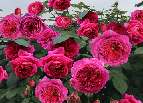 月季怎么施肥需要注意什么