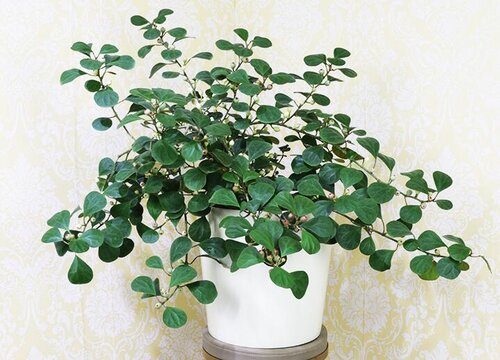 菩提树适合在室内养吗