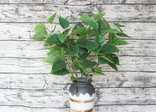 菩提树适合在室内养吗