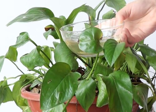 豆饼水浇花的正确方法