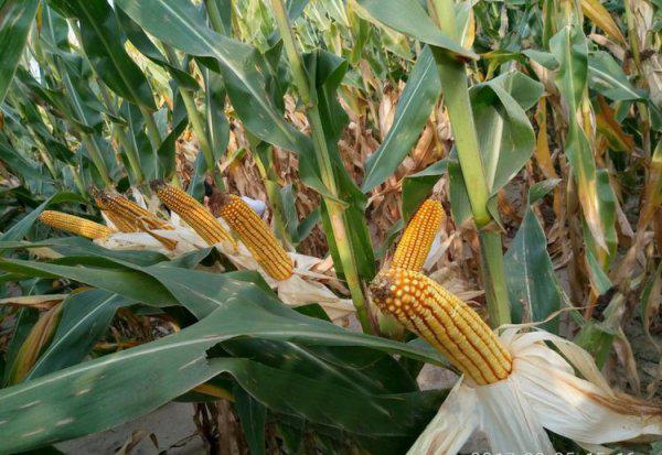 特大棒超高产玉米新品种