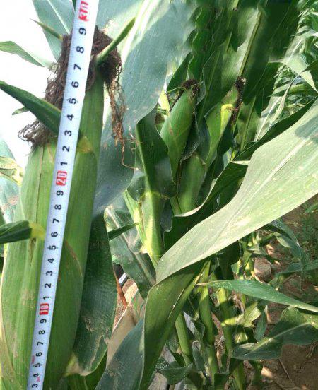 特大棒超高产玉米新品种