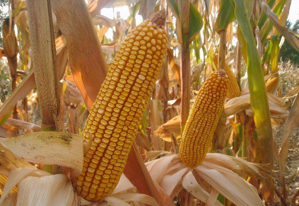 特大棒超高产玉米新品种