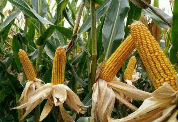 特大棒超高产玉米新品种