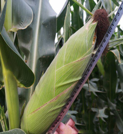 特大棒超高产玉米新品种