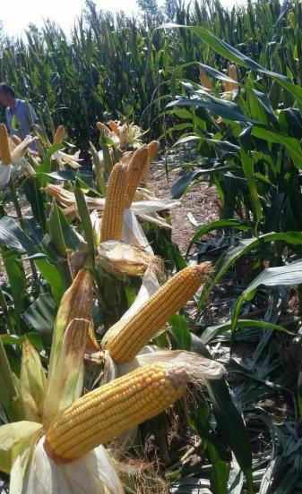 特大棒超高产玉米新品种