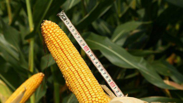 特大棒超高产玉米新品种