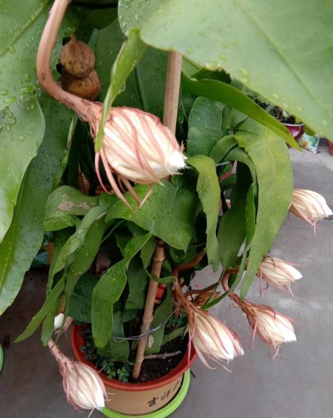 昙花喜阴还是喜阳光好养