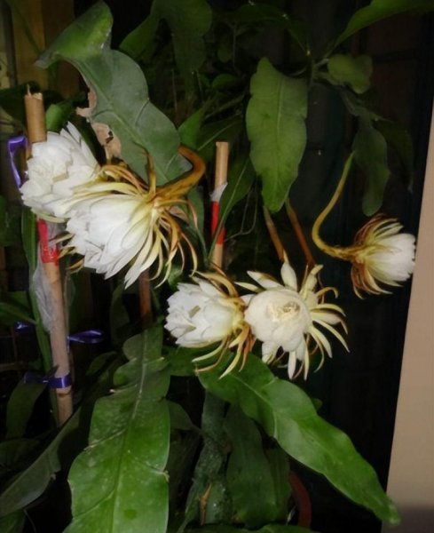 昙花喜阴还是喜阳光好养