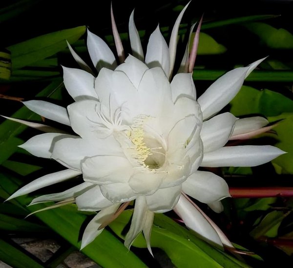 昙花喜阴还是喜阳光好养