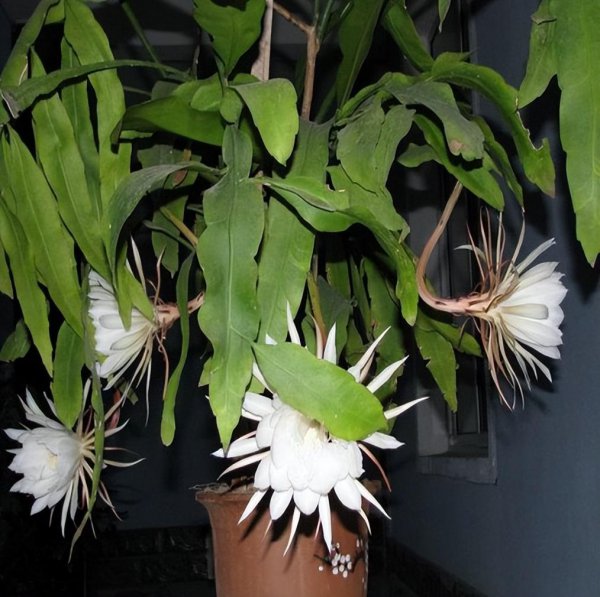 昙花喜阴还是喜阳光好养