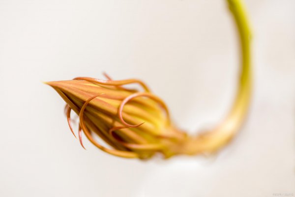 昙花喜阴还是喜阳光好养