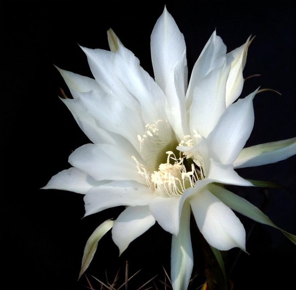 昙花喜阴还是喜阳光好养