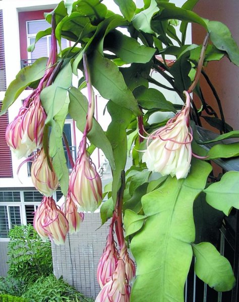 昙花喜阴还是喜阳光好养