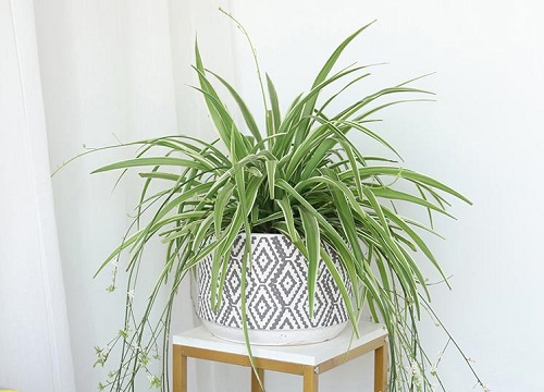 卧室里摆放什么植物最好