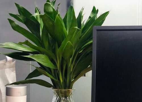 卧室里摆放什么植物最好