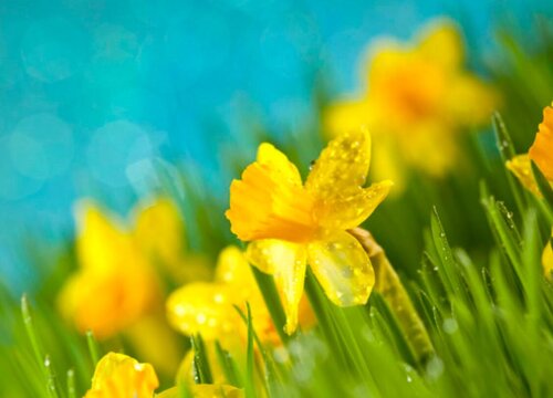 水仙花期是什么时候