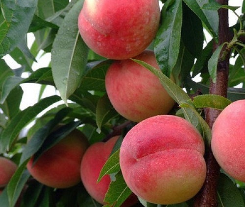 什么水果营养价值最高