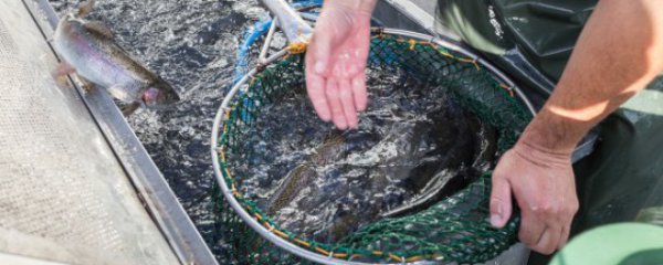 新手养殖注意些什么