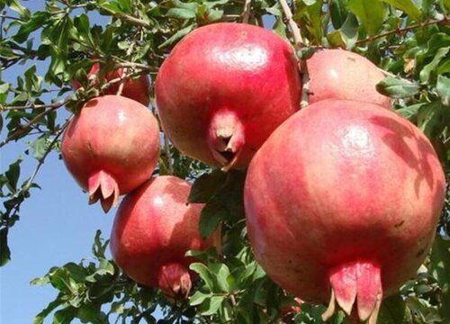 中国石榴十大排名