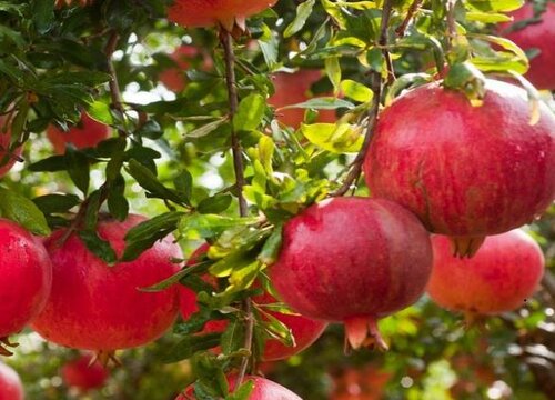 中国石榴十大排名