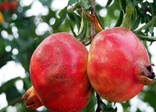 中国石榴十大排名