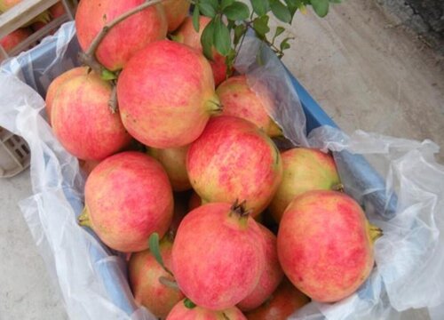 中国石榴十大排名