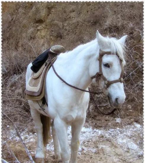 西游记告诉我们一个什么道理