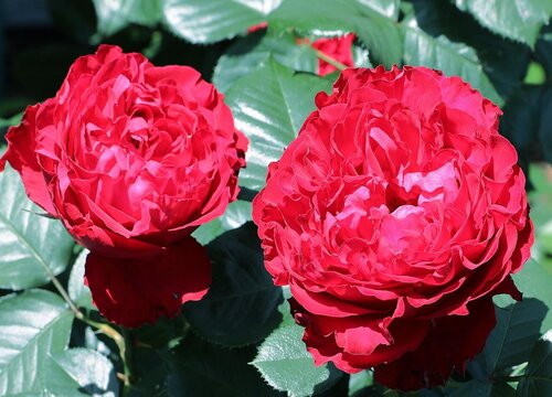 茶花在北方如何养殖花大又多