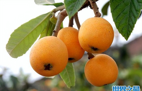 黄山特产有哪些可以带走的