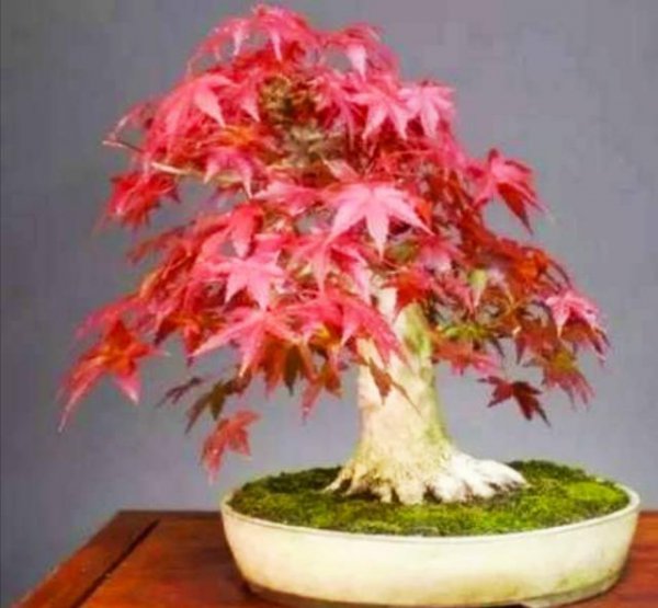 红枫下山桩的栽培方法