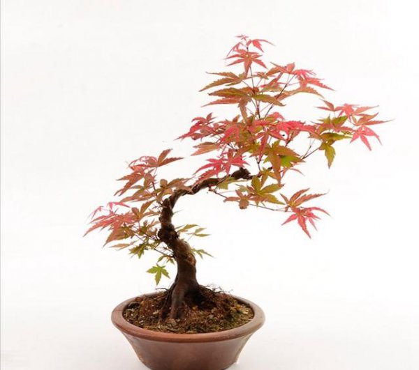 红枫下山桩的栽培方法