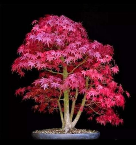 红枫下山桩的栽培方法