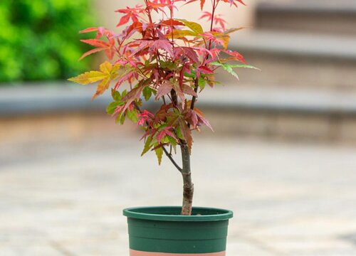 红枫下山桩的栽培方法