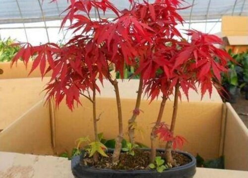 红枫下山桩的栽培方法