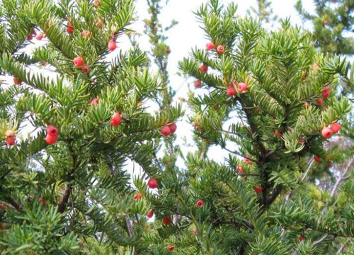 红豆杉叶子发黄怎么回事