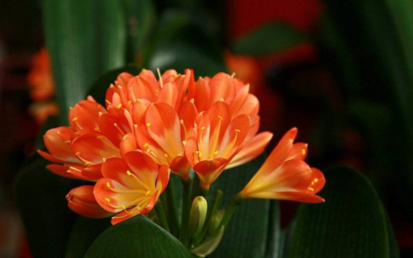 君子兰要不要晒太阳