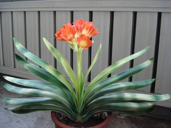 君子兰要不要晒太阳