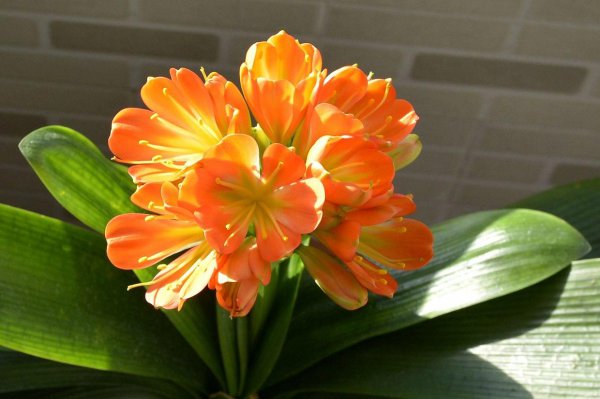 君子兰要不要晒太阳