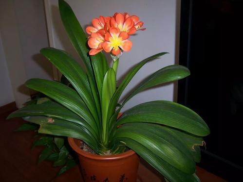 君子兰要不要晒太阳