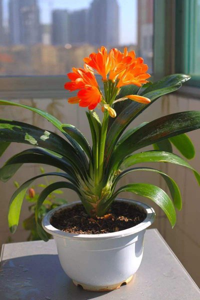 君子兰要不要晒太阳