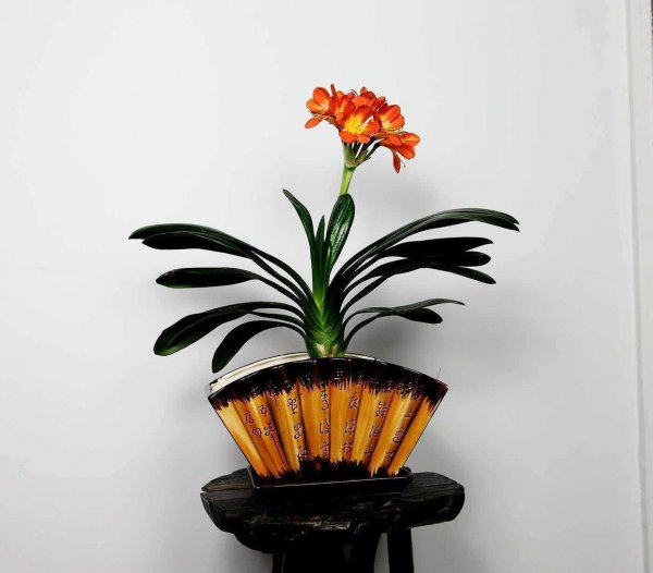 君子兰要不要晒太阳