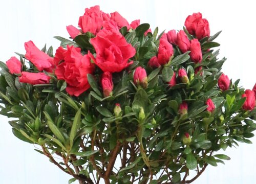 室内如何养护杜鹃花开花不断