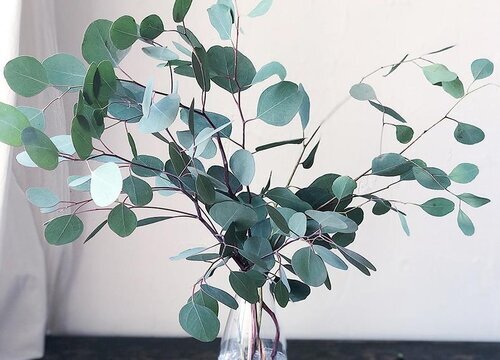 尤加利花语和寓意是什么意思