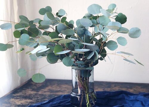 尤加利花语和寓意是什么意思